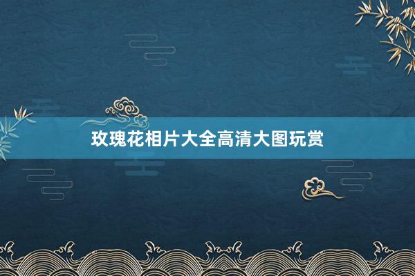 玫瑰花相片大全高清大图玩赏